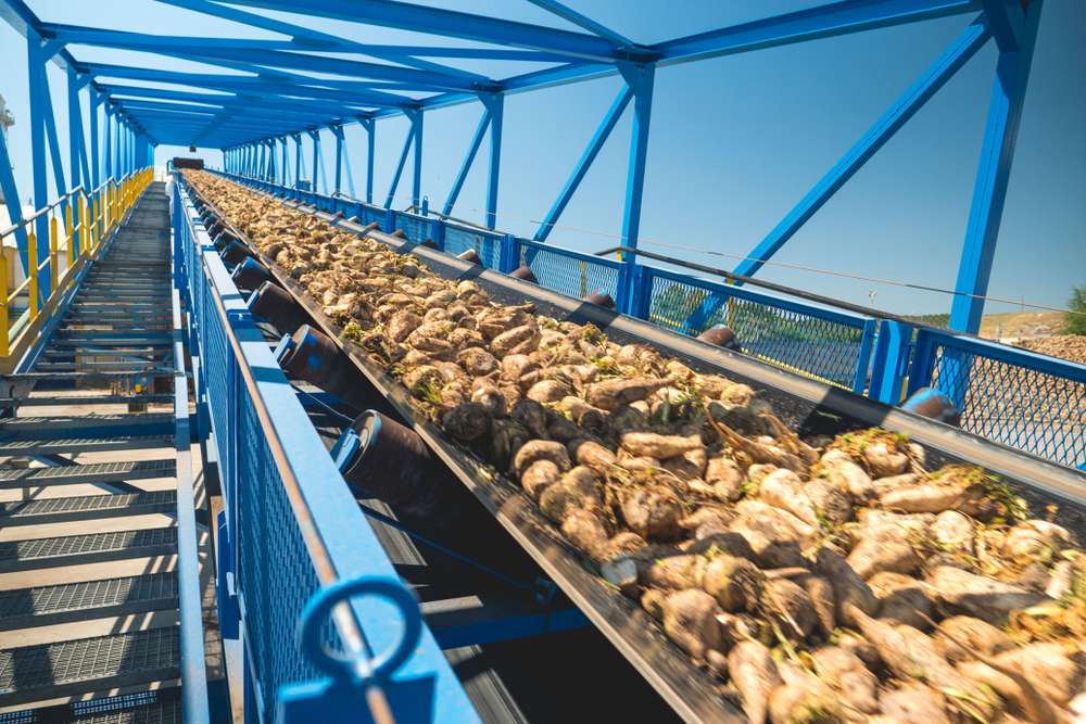 دراسة جدوى مصنع سكر بنجر