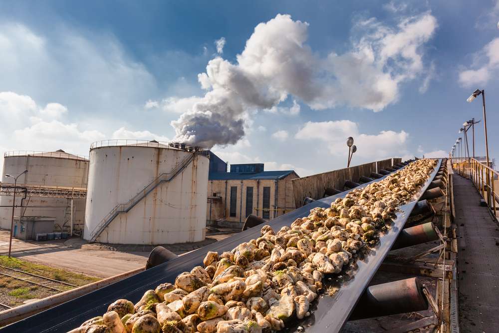 دراسة جدوى مصنع سكر بنجر