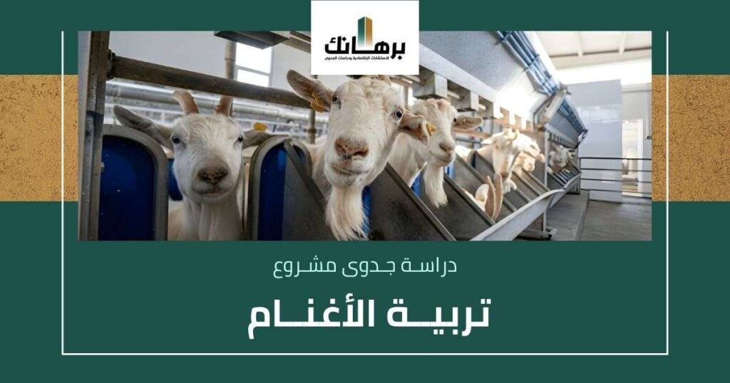 دراسة جدوى تربية الأغنام