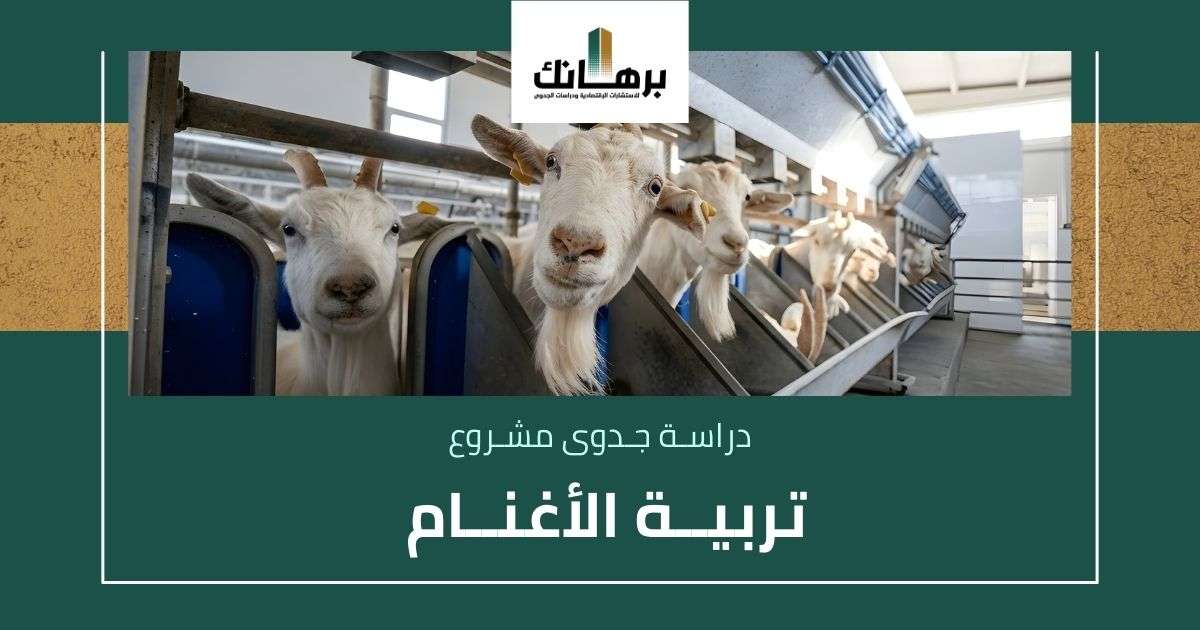 دراسة جدوى تربية الأغنام