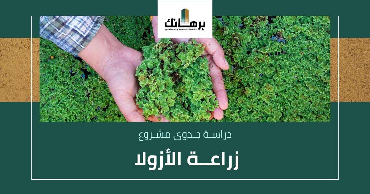 دراسة جدوى زراعة الأزولا