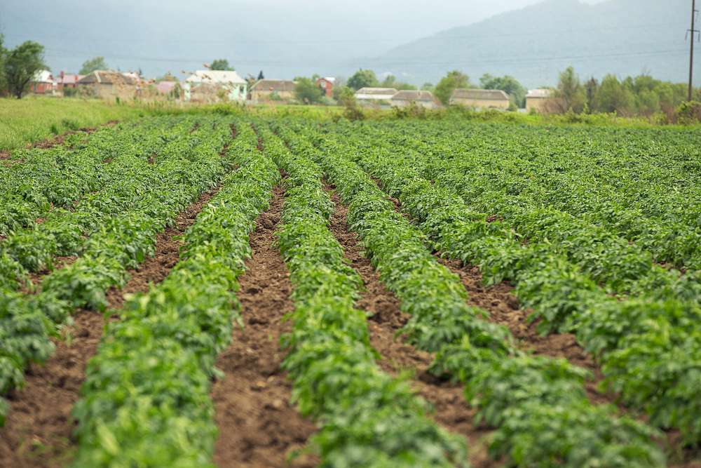 دراسة جدوى زراعة الأزولا