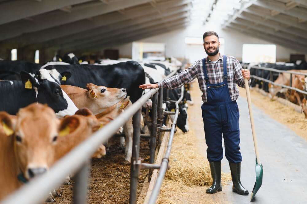 مشروع تربية المواشي