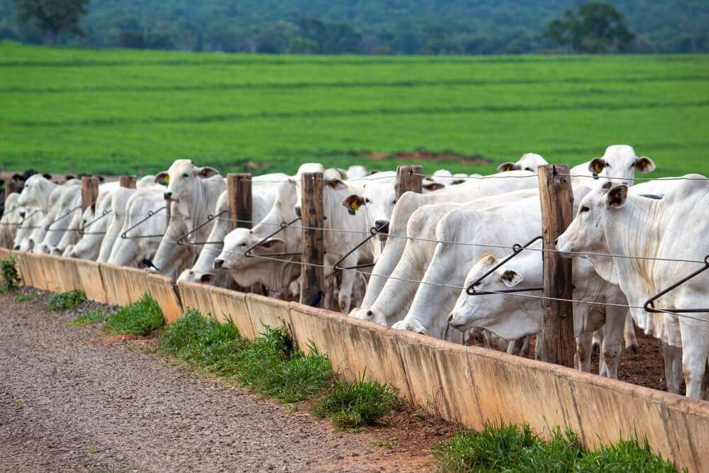 مشروع تربية المواشي