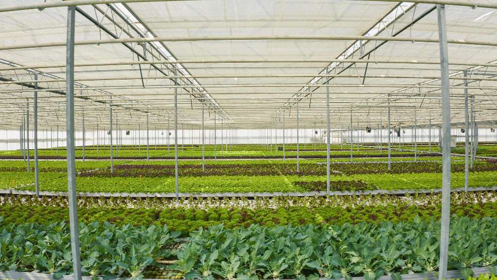 دراسة جدوى بيوت محمية