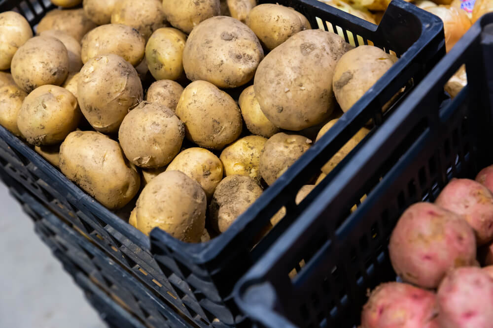 دراسة جدوى مشروع ثلاجة بطاطس