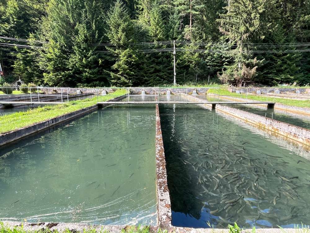 دراسة جدوى الاستزراع السمكي في السعودية