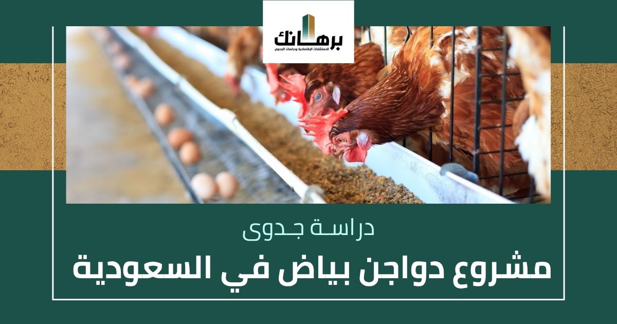 دراسة جدوى مشروع دواجن بياض في السعودية