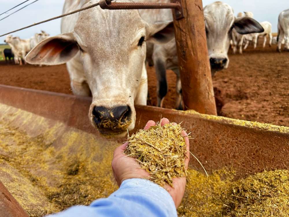 دراسة جدوى مشروع تسمين عجول