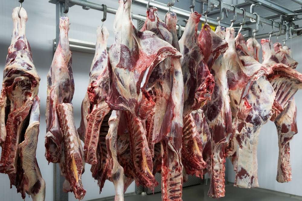 دراسة جدوى مشروع مسلخ أغنام