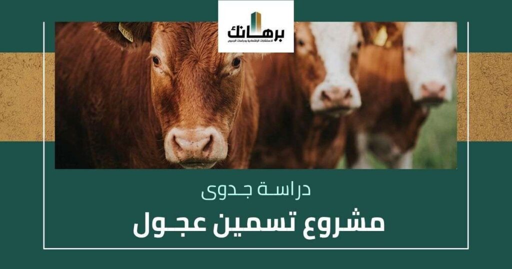 دراسة جدوى مشروع تسمين عجول