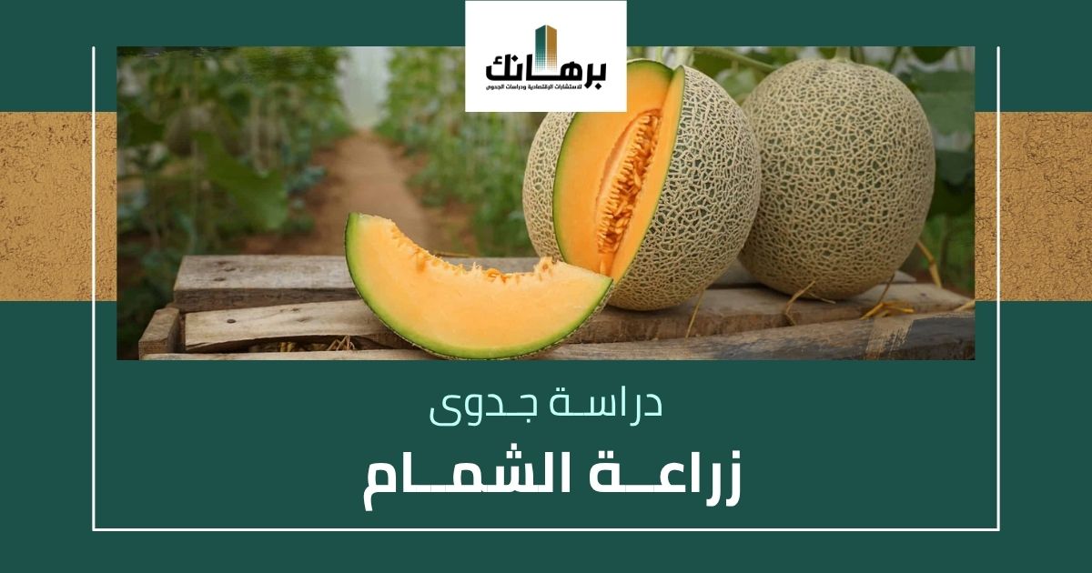 دراسة جدوى زراعة الشمام