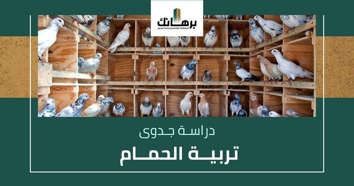 دراسة جدوى تربية الحمام