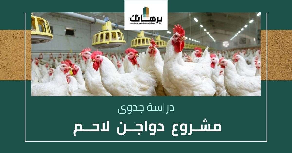دراسة جدوى مشروع دواجن لاحم